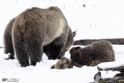 Snow and Cubs YNP May 2025